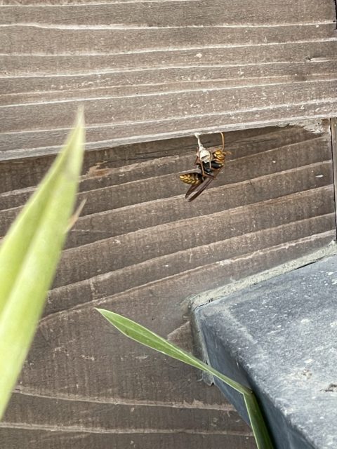 アシナガバチ
