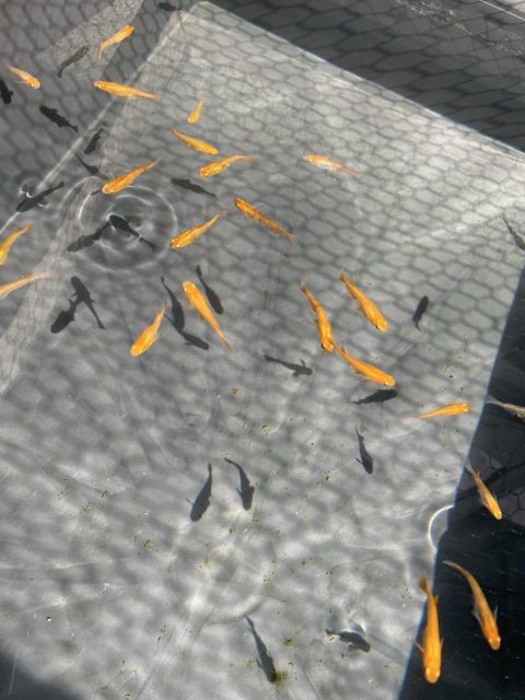 めだか